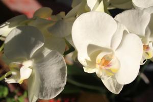 fleurs ambiance 7 - VPG - HD